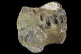 Bargain, Pachycephalosaurus Caudal Vertebra - Montana #101771-1